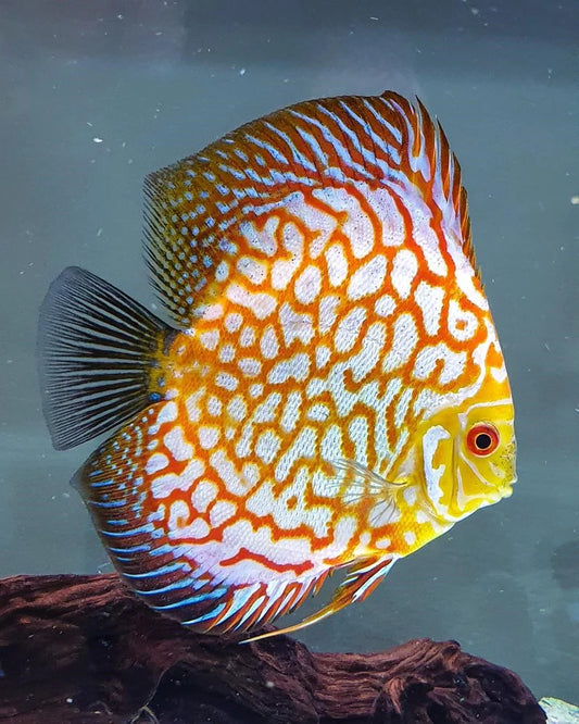 The best Food for growing and Maintaining Fish Health In Tropical and Marine Fish