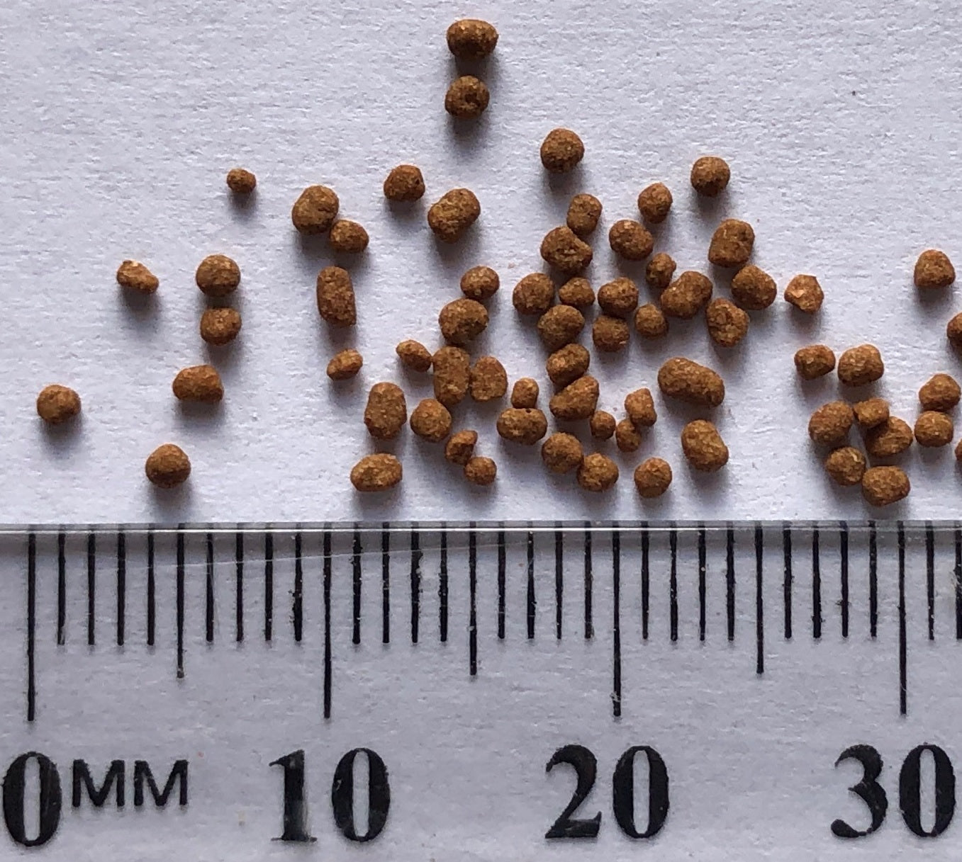 tetra fish food