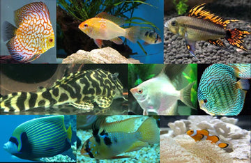 The best food that all fish species can eat in aquarium