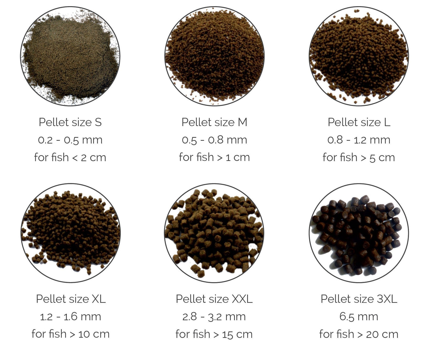 BF - GSE/MORINGA